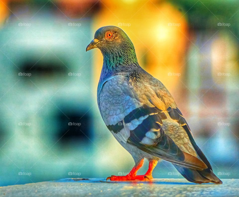 Bird photography  - Dove  - colorful