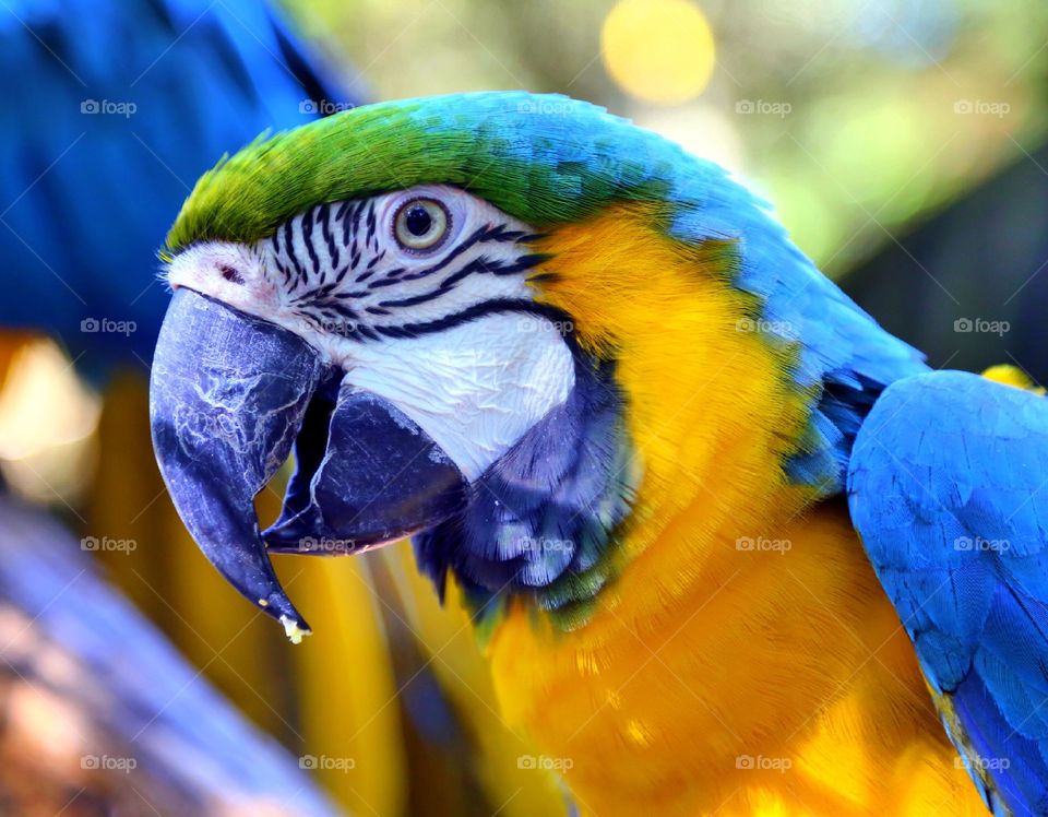 Close-up of blue and gold macaw