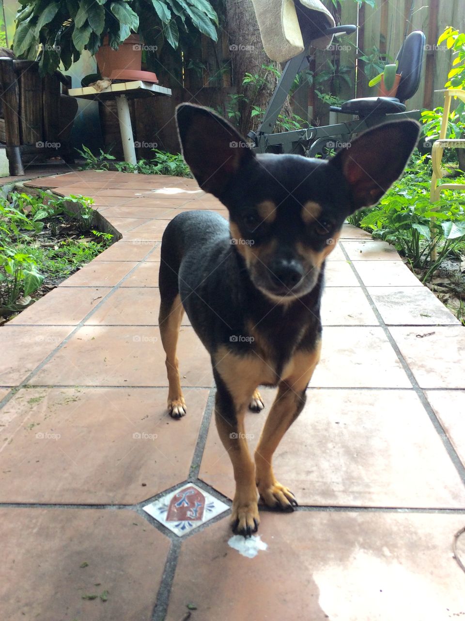 Chihuahua Miguelito 