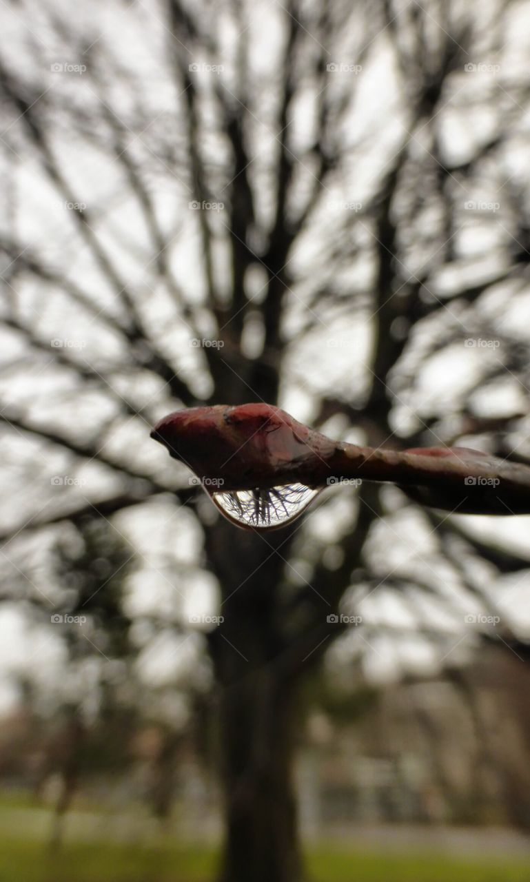 bud with waterdrop. bud with waterdrop 