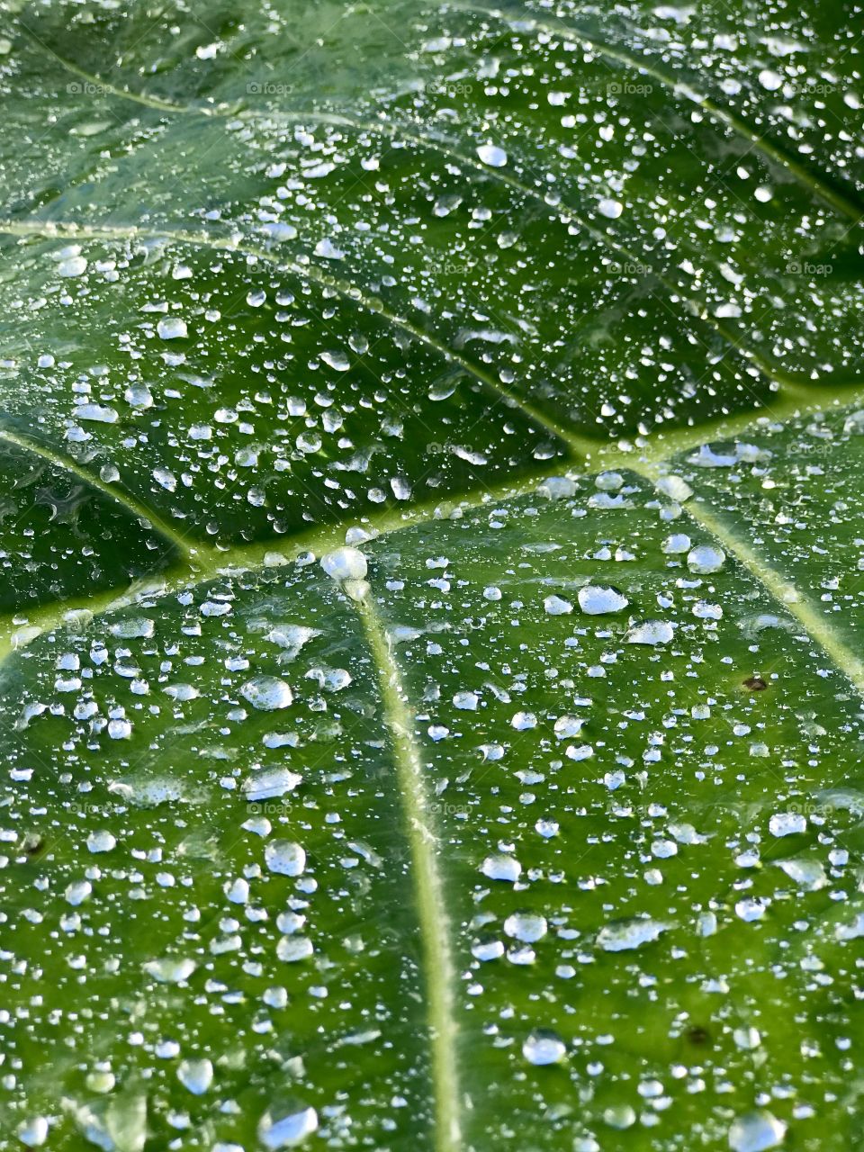 Water Drops