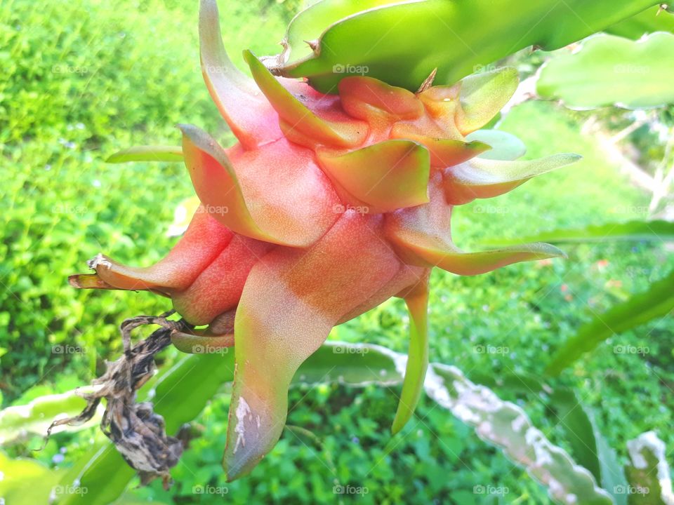 Fresh dragon fruit green background