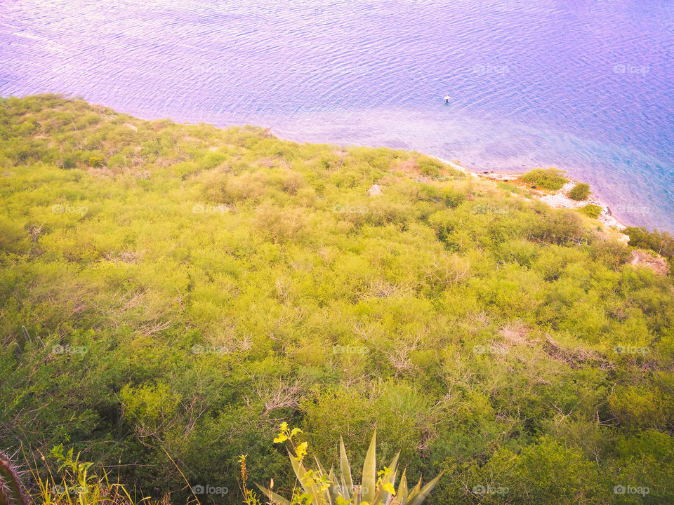birds eye view of the sea shore and the plant life