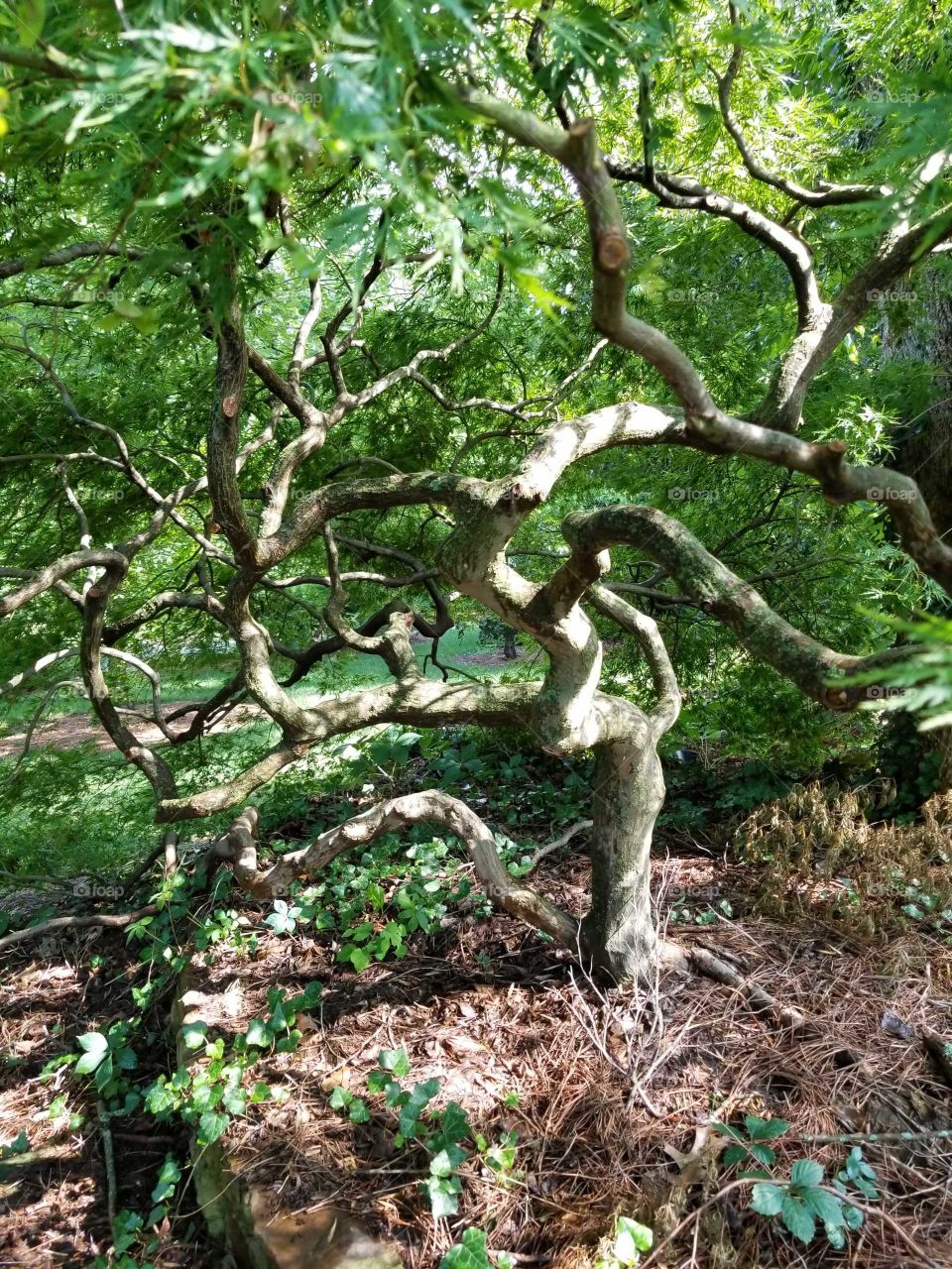 Gnarled tree