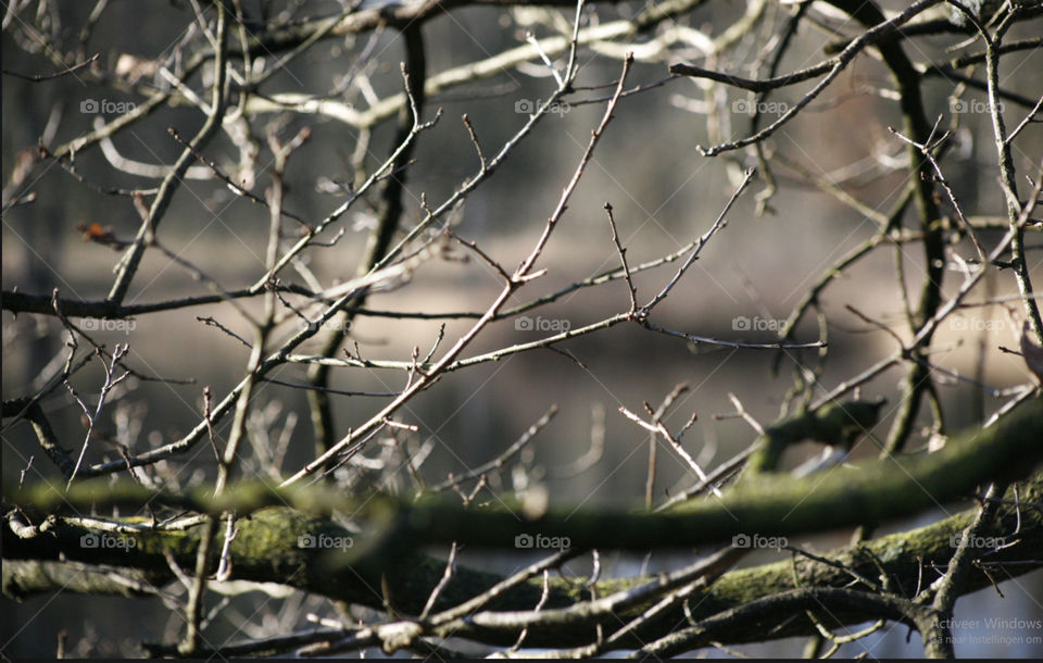 Tree branches at a lake