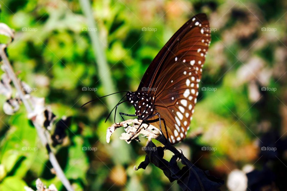 Butterfly on leaf
