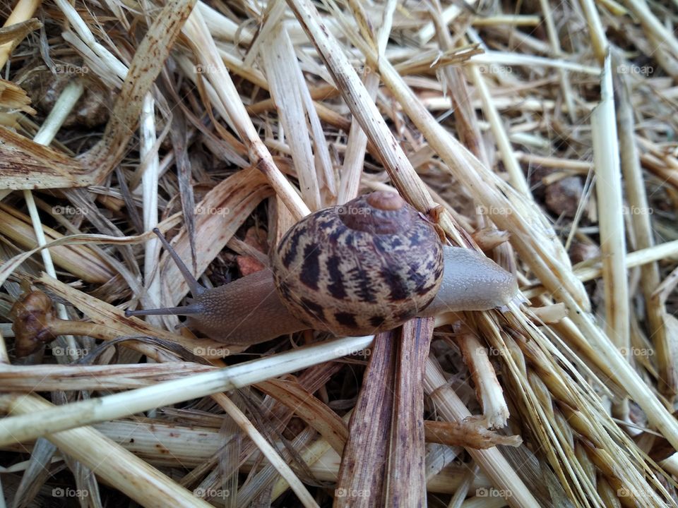 Snail