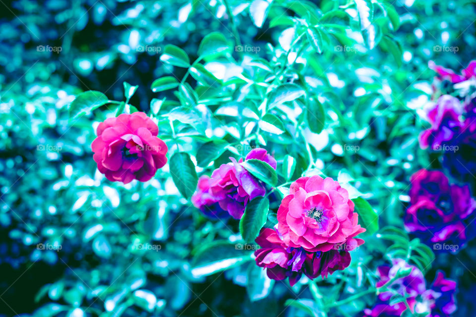 Roses in bloom