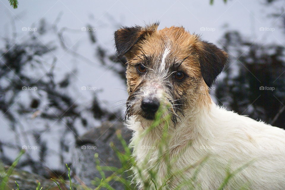 Cute dog all wet