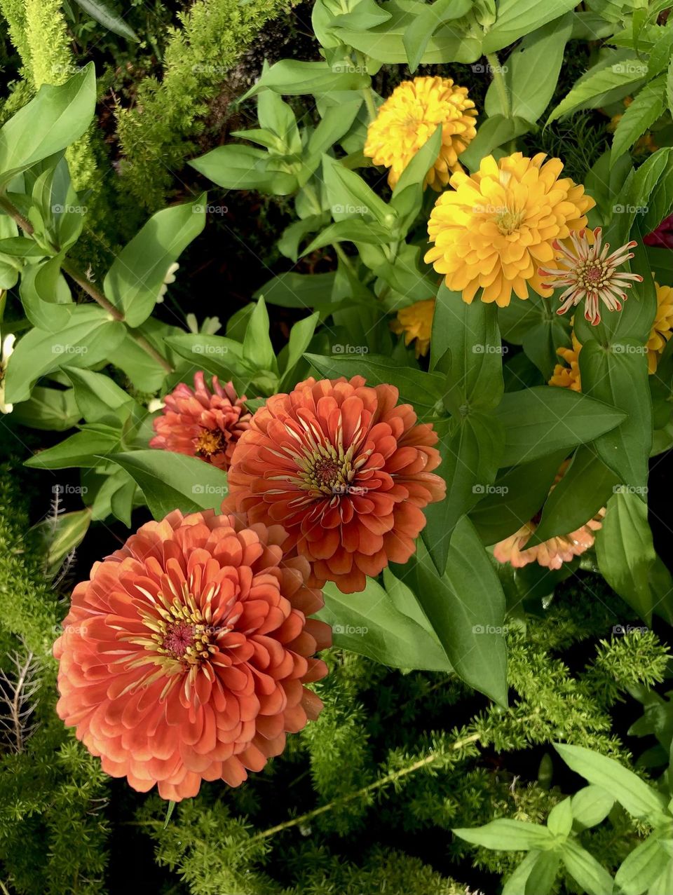 Red and yellow zinnias perk up in the Texas morning sun ☀️