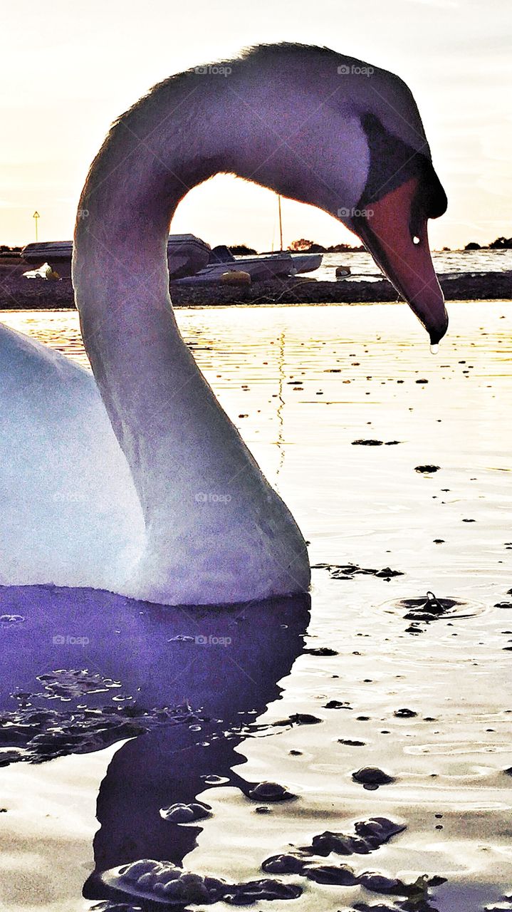 Mute Swan at dusk . Mute Swan at dusk 