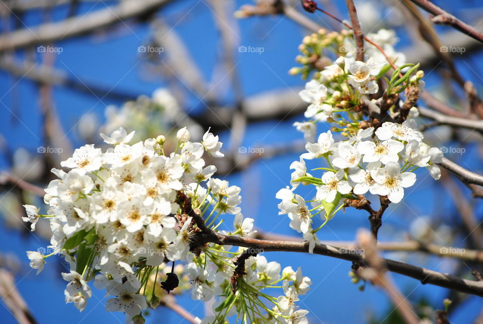 Spring blossom flowers