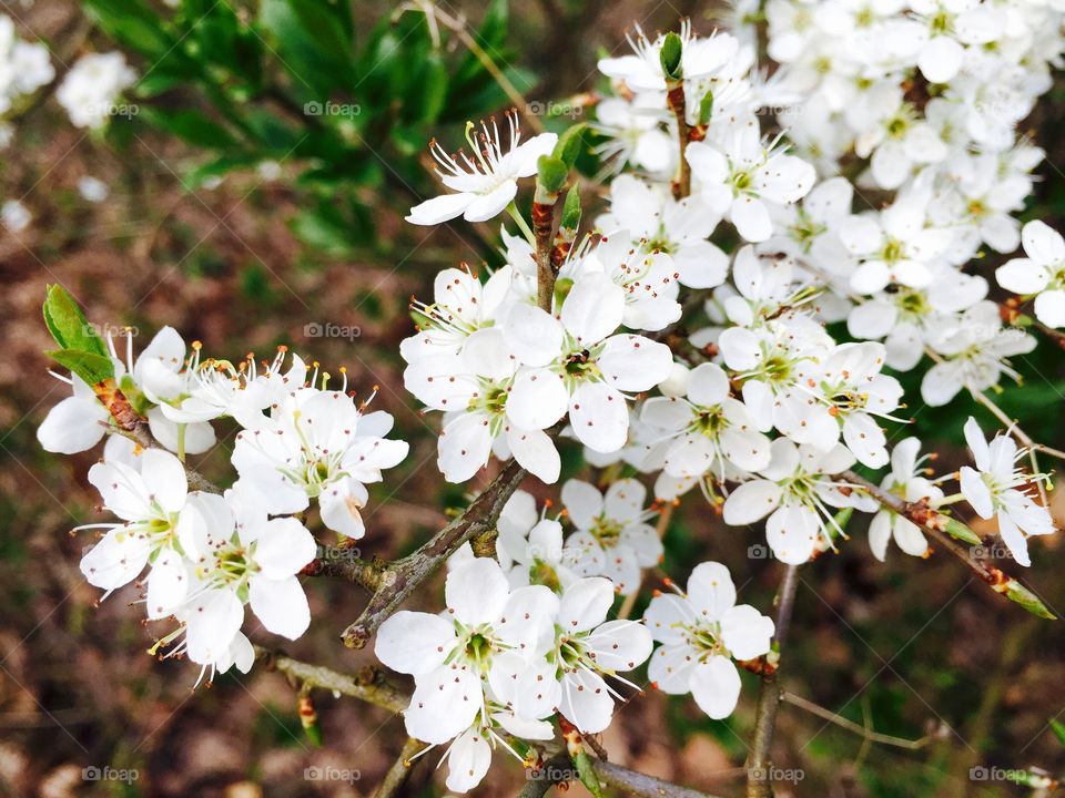 White flowers blooming in spring