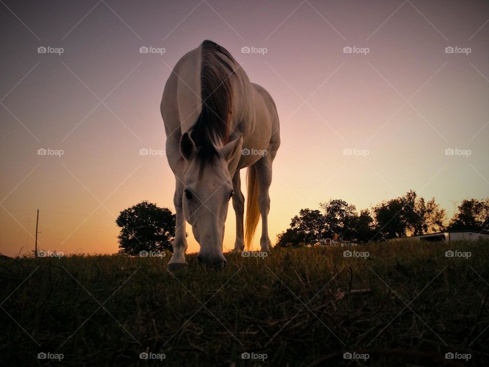 Horse Grazing at Sunset