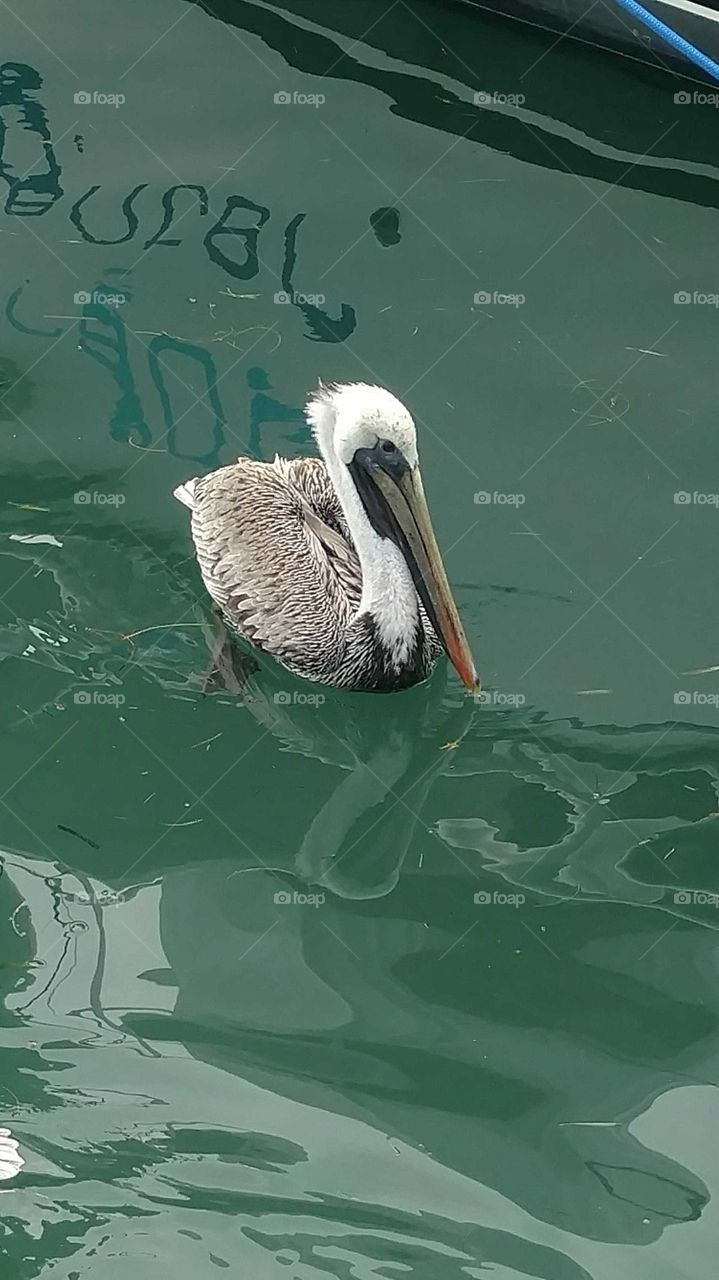 Pelican in the Keys