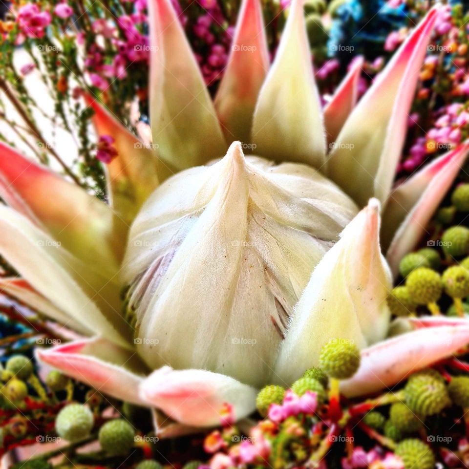 king protea