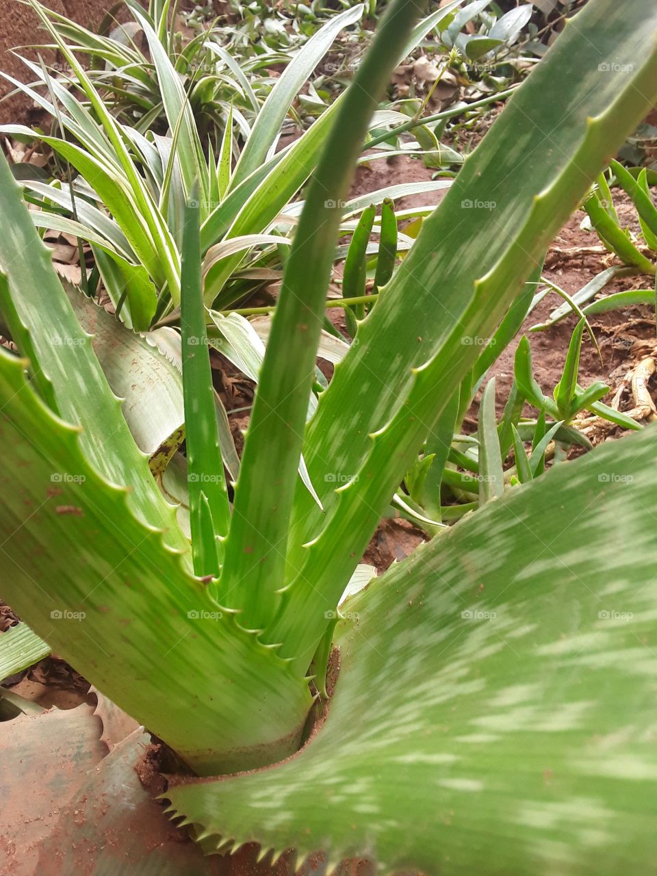 I planted all these beautiful plants and now it's time for me to see more of my benefits.