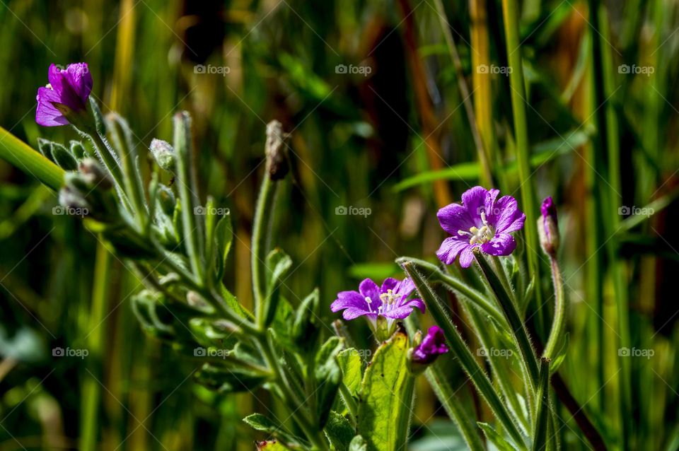 Fireweed