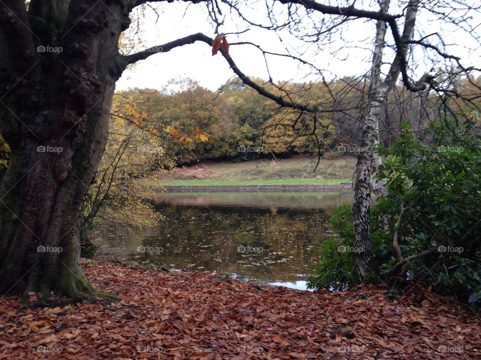 landscape leaves water autumn by JanineorJ
