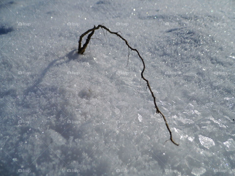 root on snow and good wetter in the morning