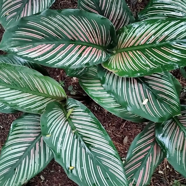 Leaf plants2