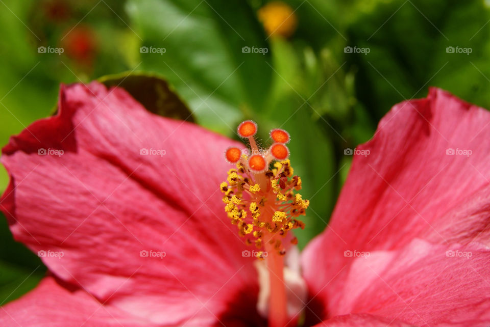 Hibiscus 