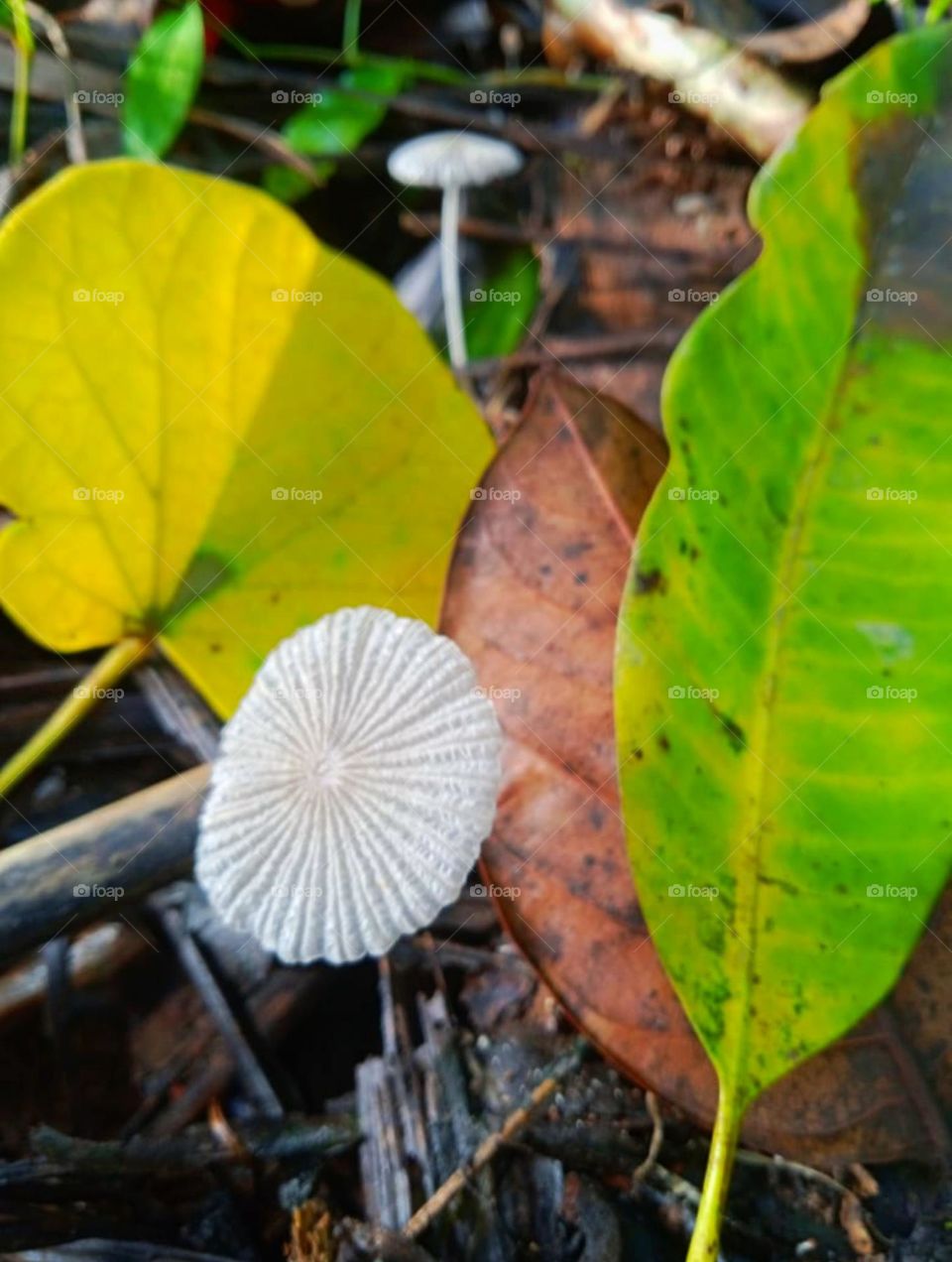 Two mushrooms between falled leaves