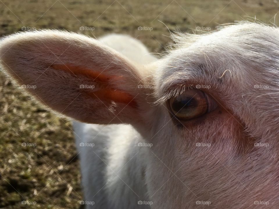 Sheep up close 