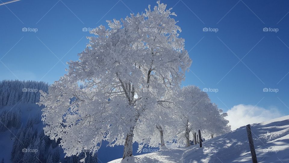 Snow covered trees