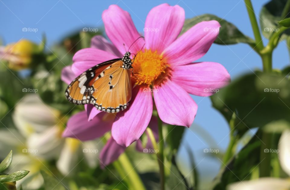 butterfly and the flower