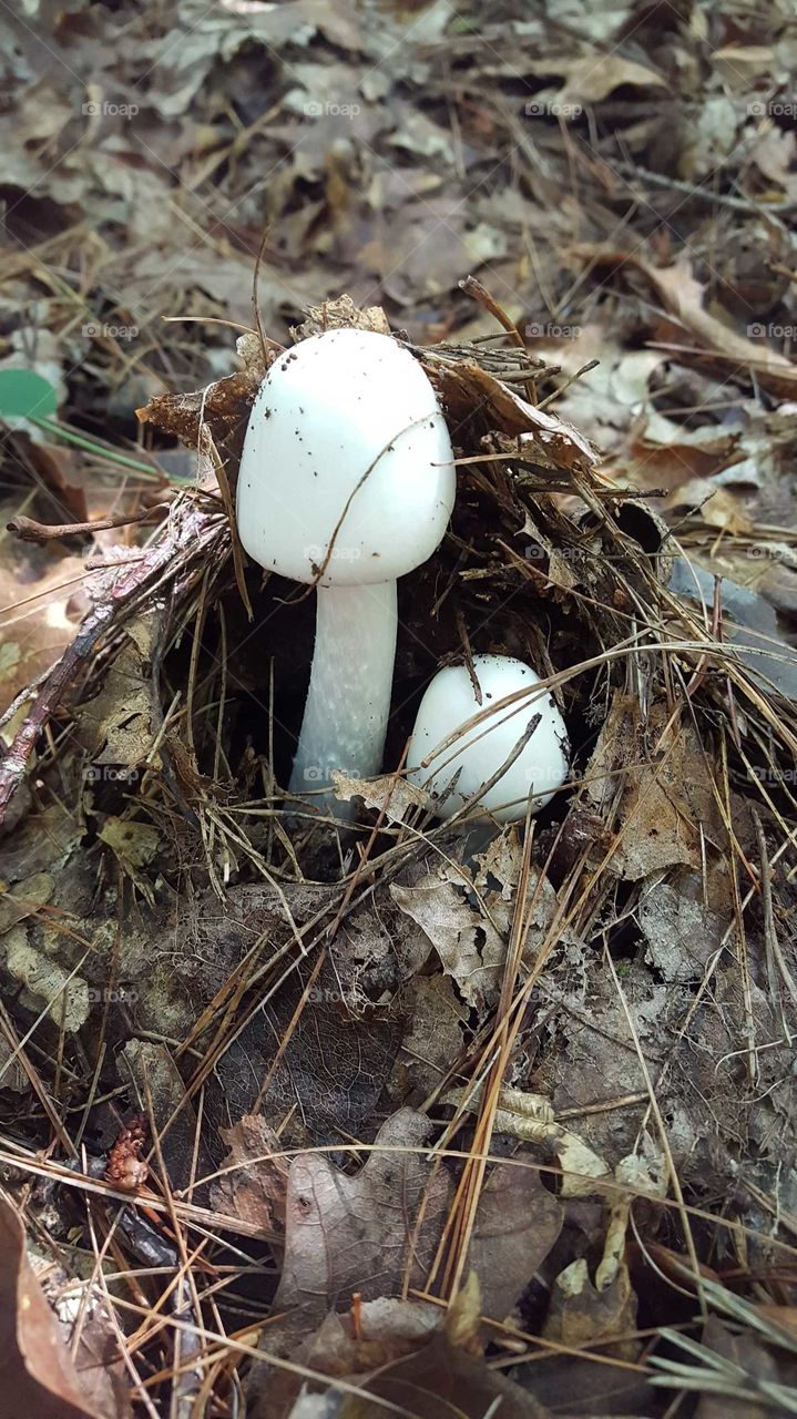 Fall mushrooms
