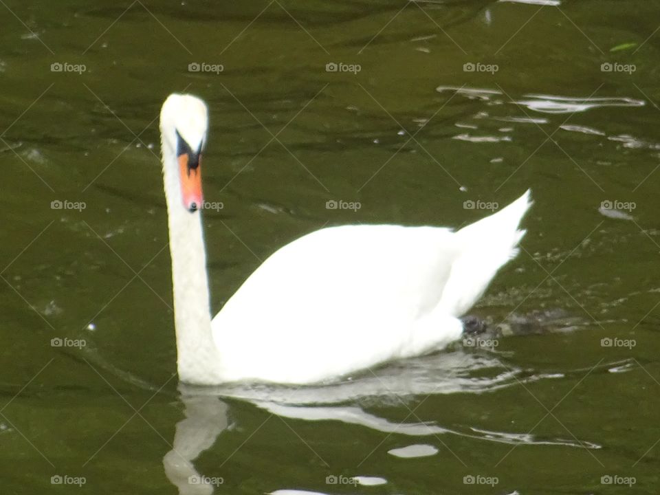 Swan 