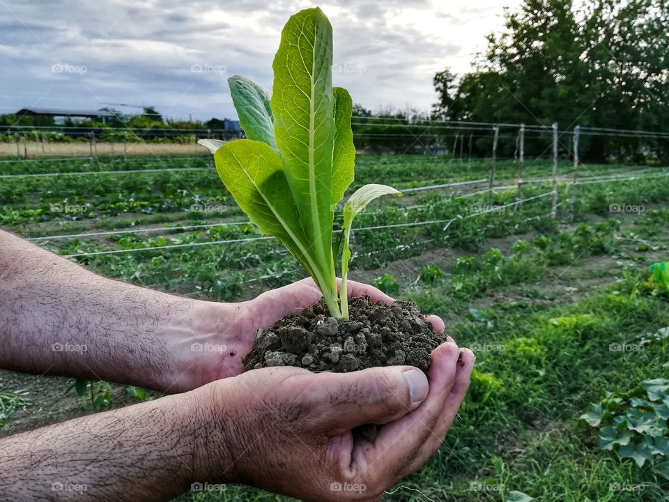 Keep a seedling in your hands