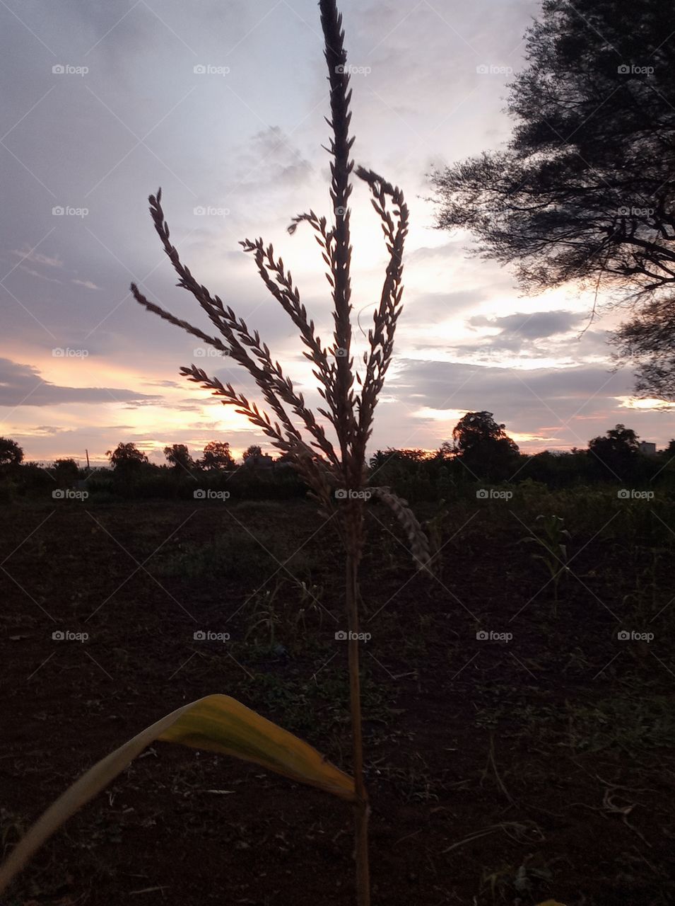 😇I am village boy this photo click in my redmi 6 phone 👍❤ please support me to new village🌿🍃 photos uploading🥰