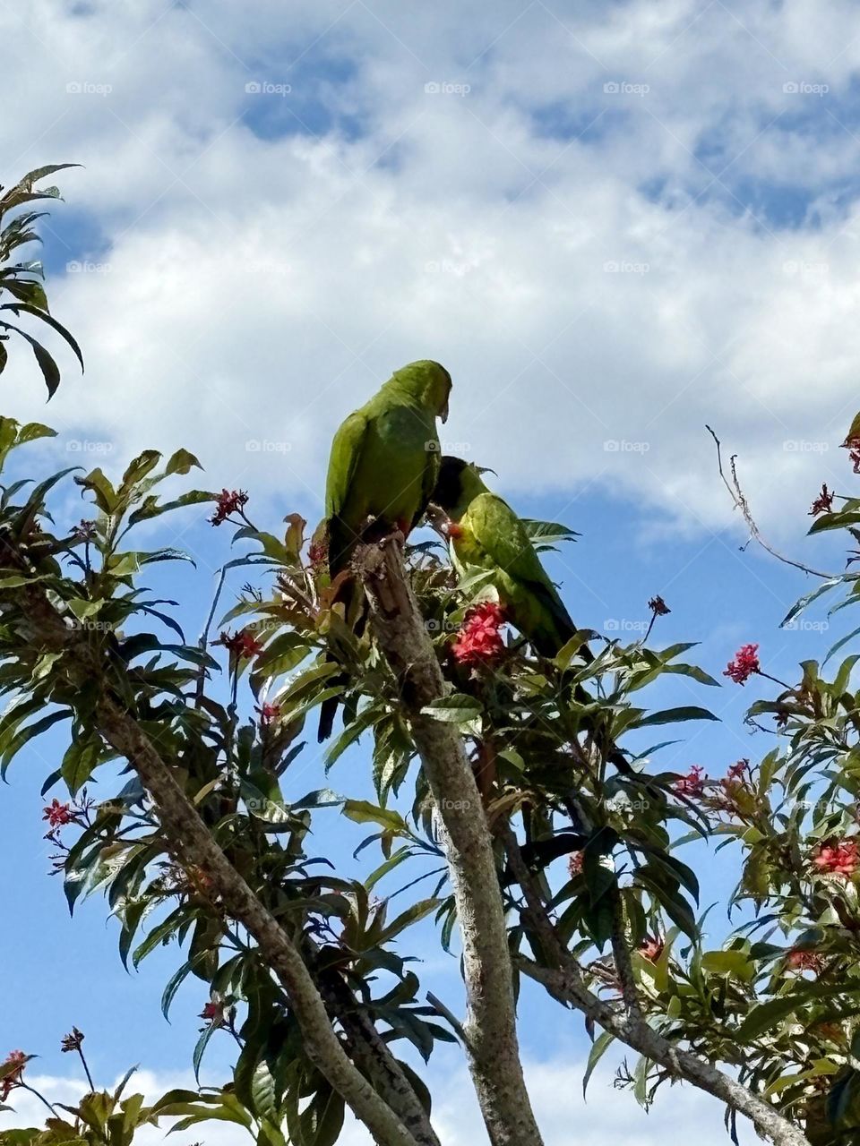 Two parrots perched in a tree 