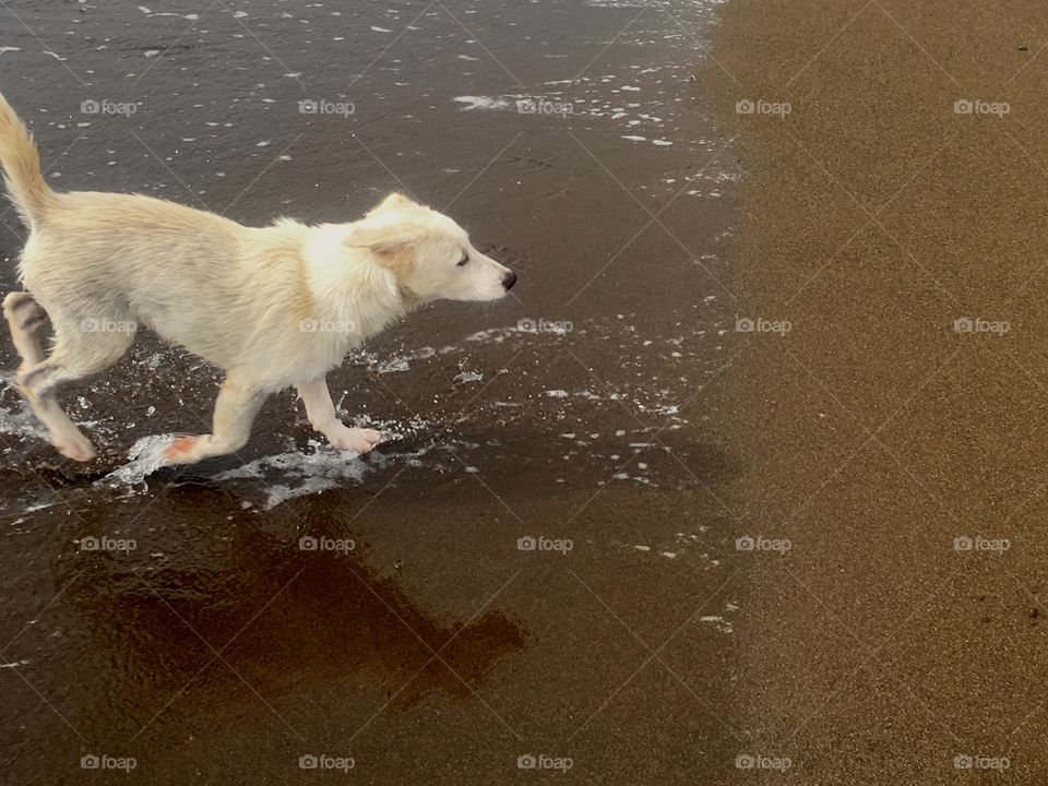 A dog running out from the ocean