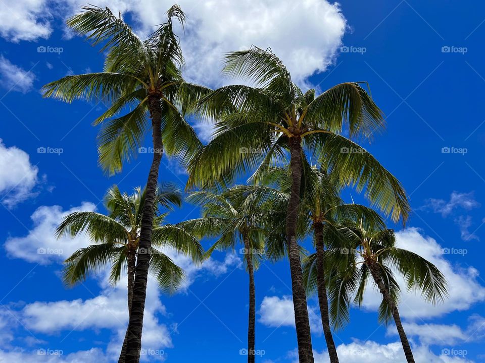 Looking up at palm trees along Kuhio Beach in Honolulu Hawaii 