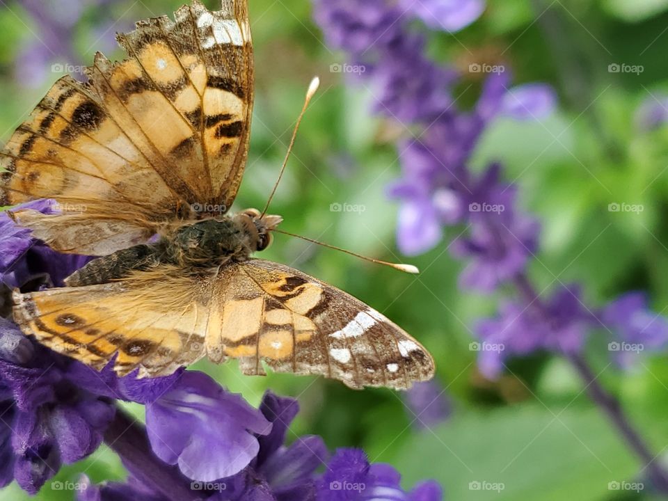 Beautiful tan colored butterfly flying in front of purple mystic spires flowers.