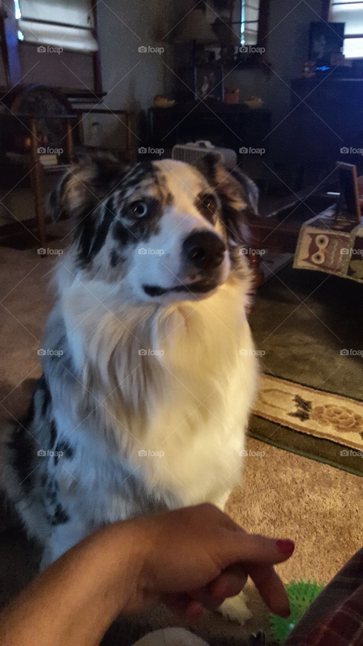 Australian shepherd Mcgee