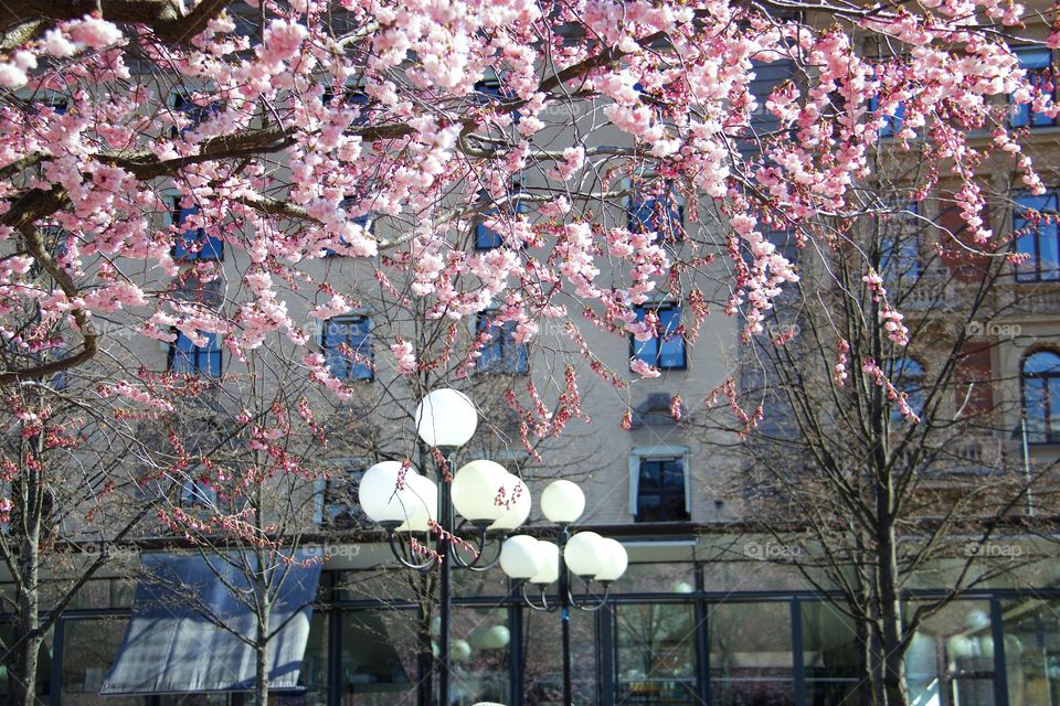 Cherry blossom tree