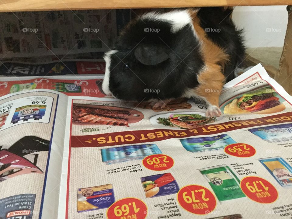 Mammal, No Person, People, One, Business