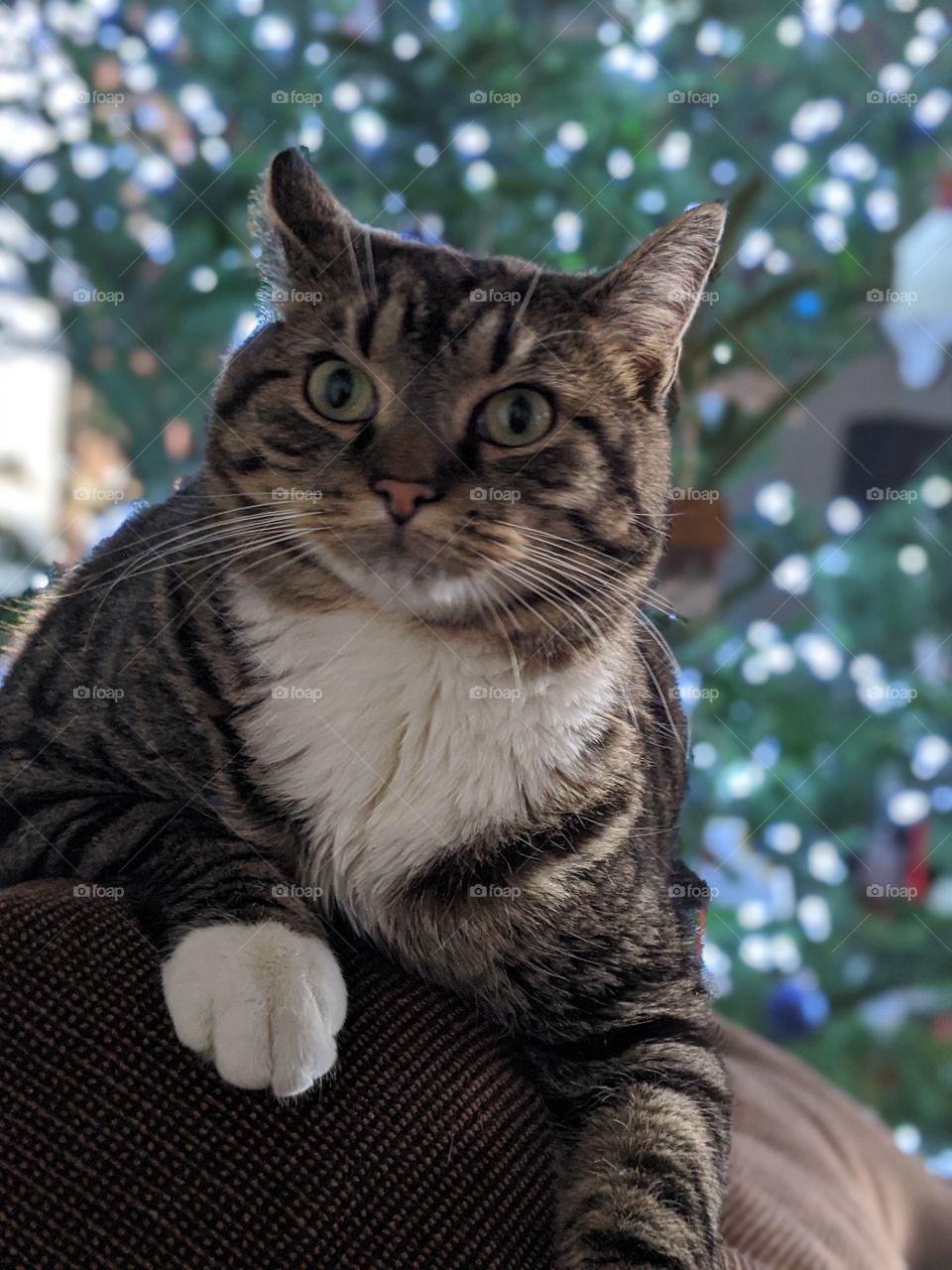 Cat, Cute, Animal, Eye, Portrait