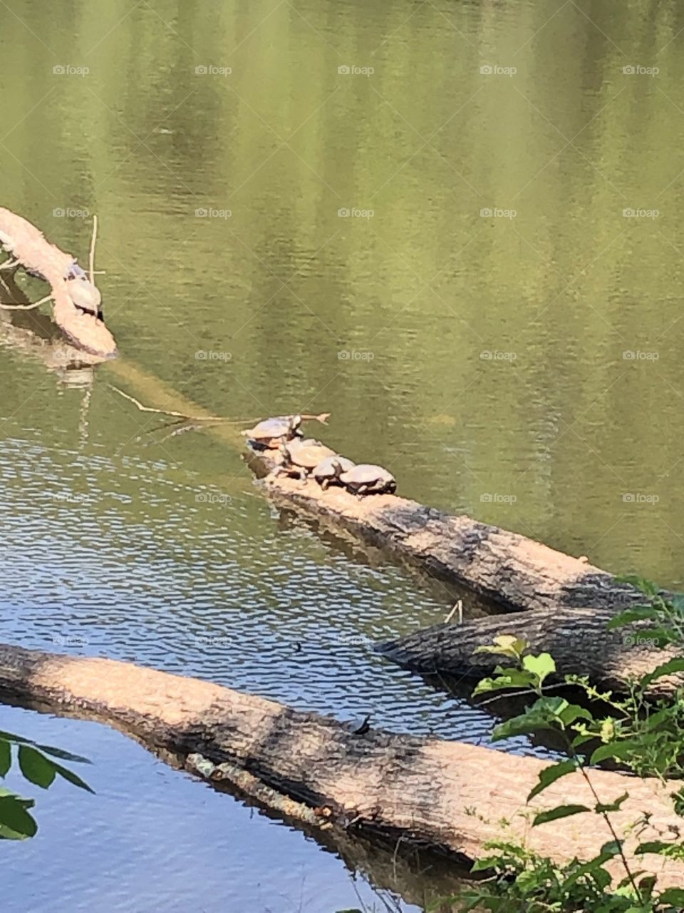 Turtles on the ranch over the lake 