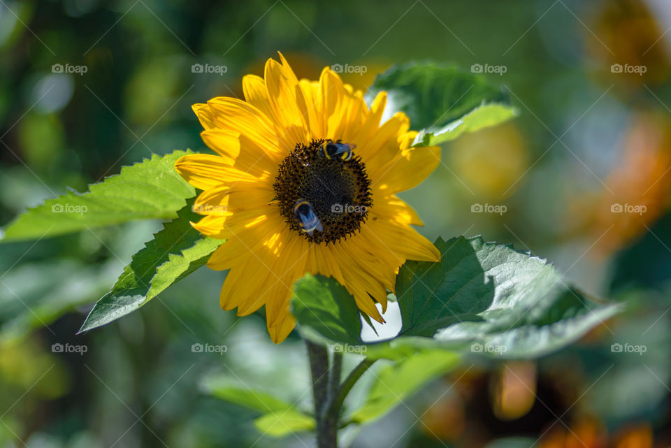 sunflowers smile bees and bumblebees