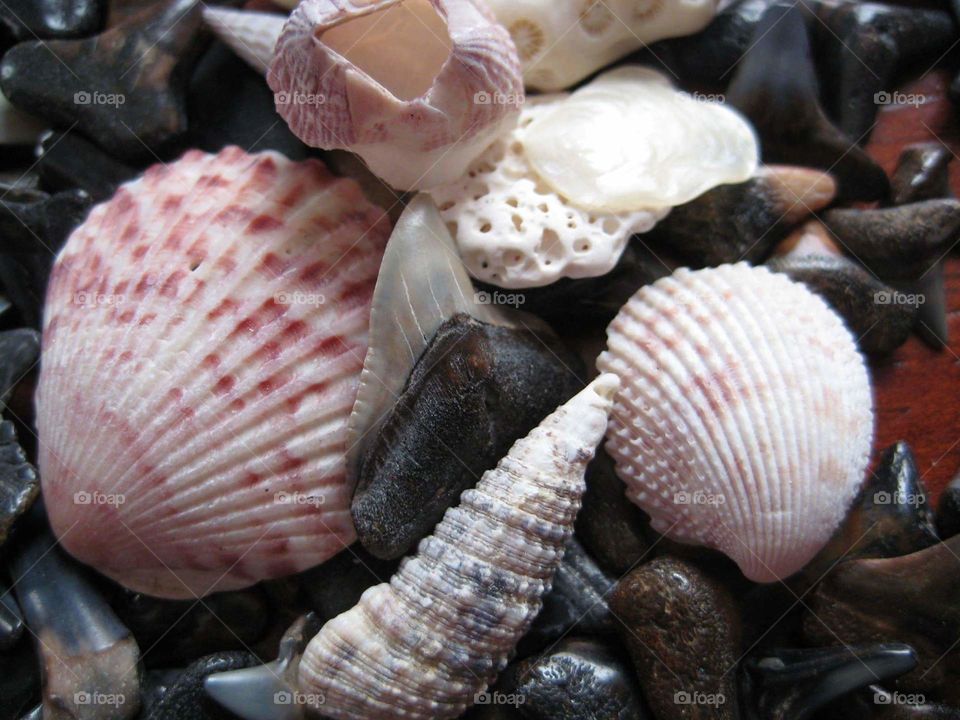 shell