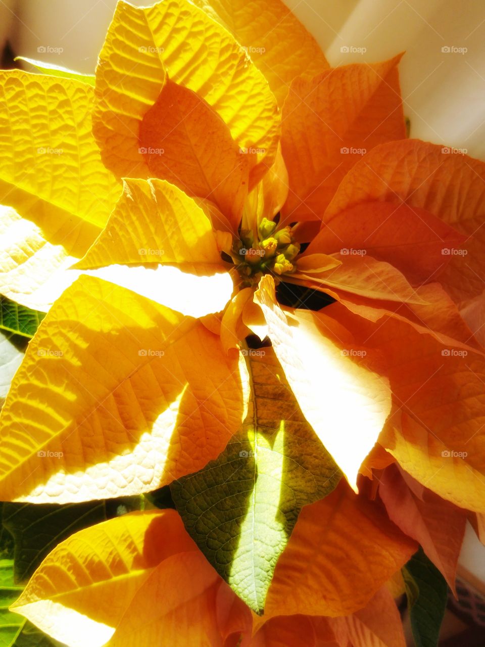 What the pots contain