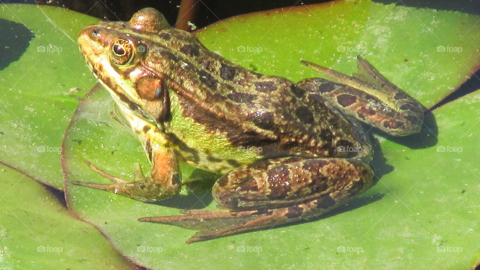 Frog on a leaf aqueous. Touch of nature