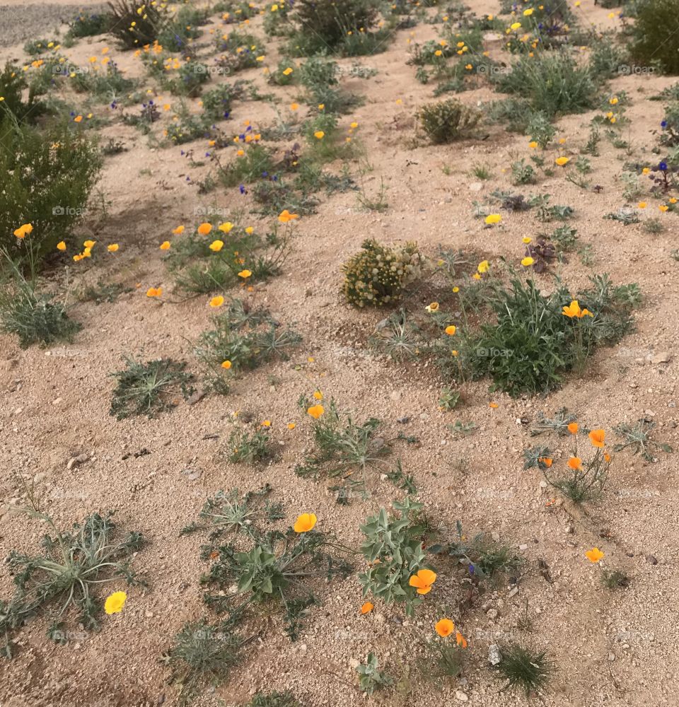 Arizona desert wild flower field 