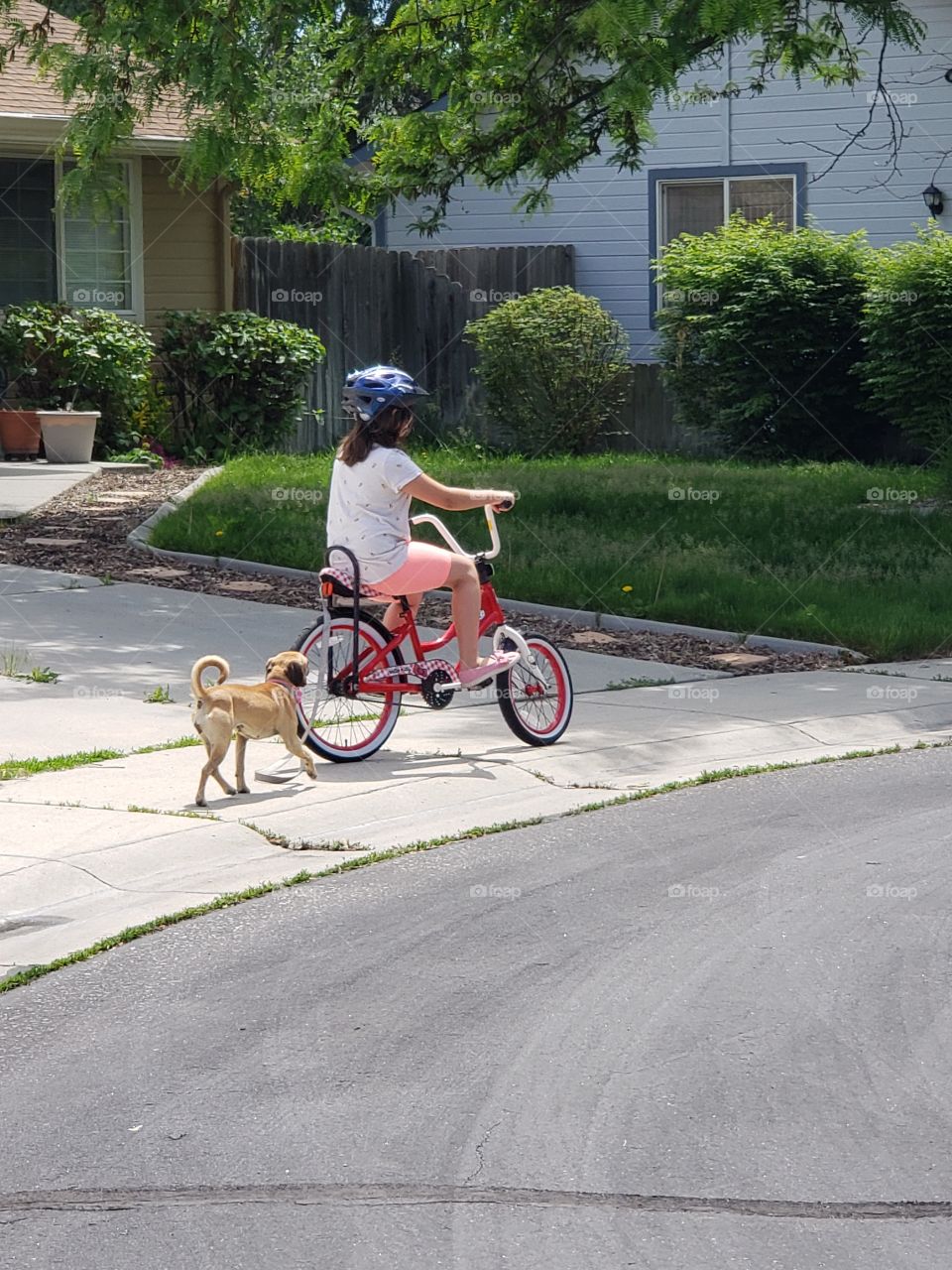 riding bike walking dog