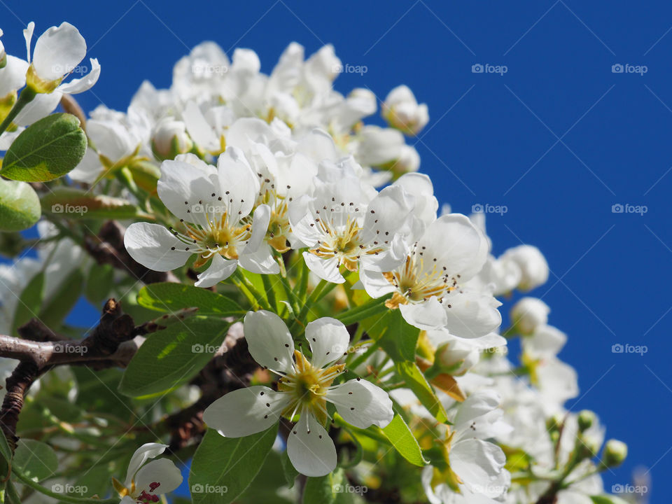 White blossom on a pear tree in spring with blue sky background
